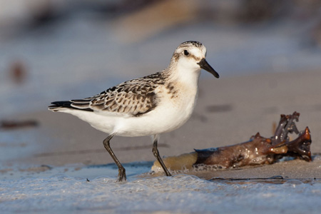 Sanderling