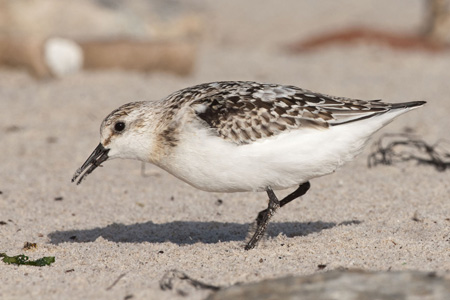 Sanderling