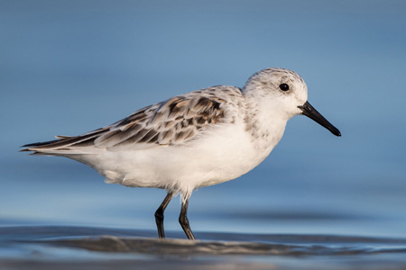 Sanderling