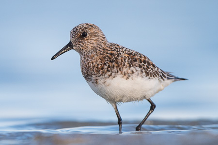 Sanderling