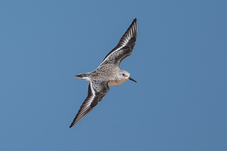 Sanderling