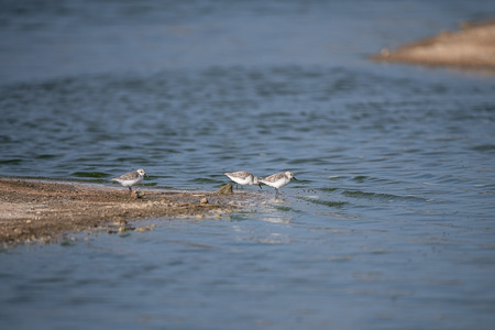 Sanderling