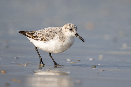 Sanderling