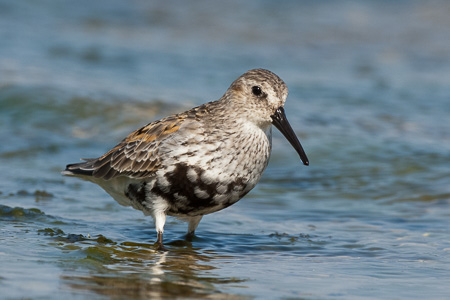 Alpenstrandläufer