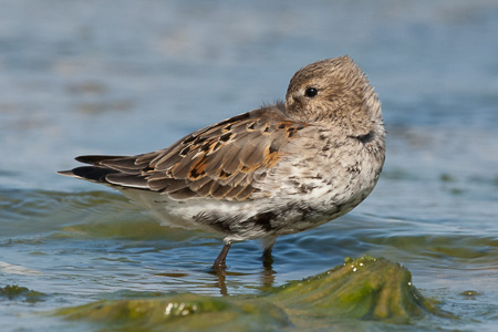 Alpenstrandläufer