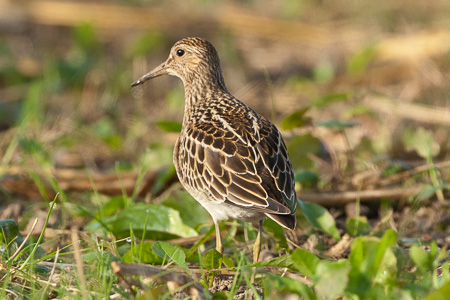 Graubrust-Strandläufer