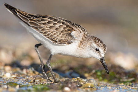 Zwergstrandläufer
