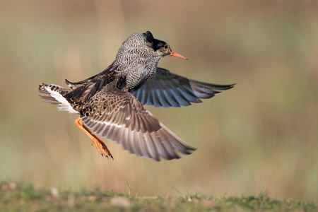 Kampfläufer