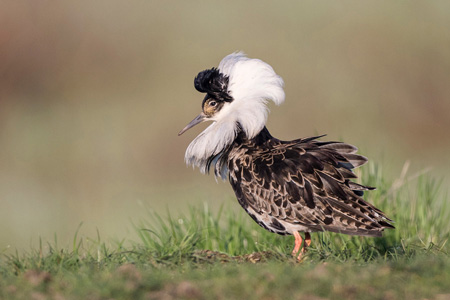 Kampfläufer