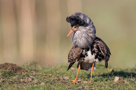 Kampfläufer