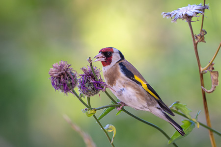 European Goldfinch European Goldfinch