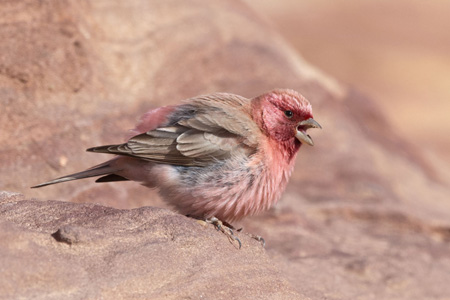 Einödgimpel Einödgimpel