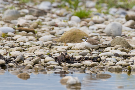 Flussregenpfeifer