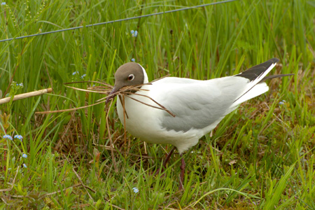 Lachmöwe