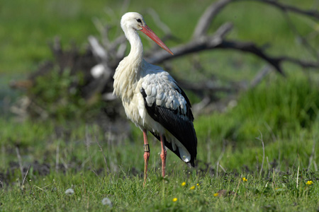 Weissstorch