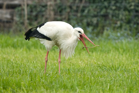 Weissstorch
