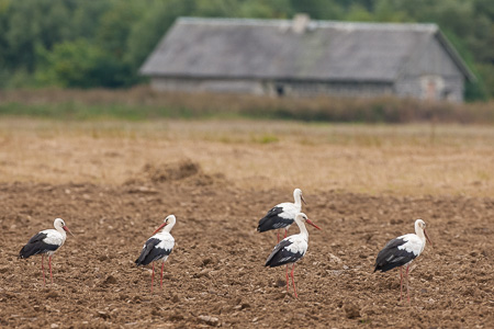 Weissstorch