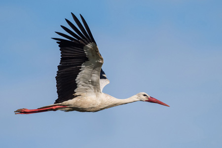 Weissstorch
