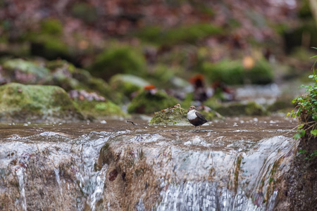 Wasseramsel