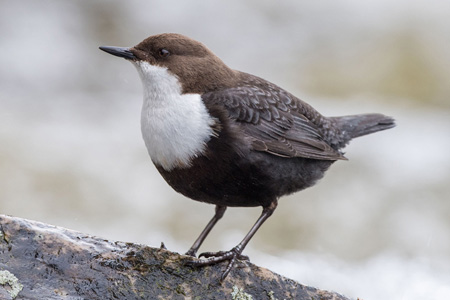 Wasseramsel