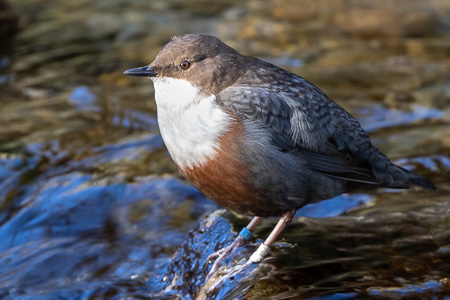 Wasseramsel