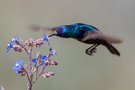 Jerichonektarvogel