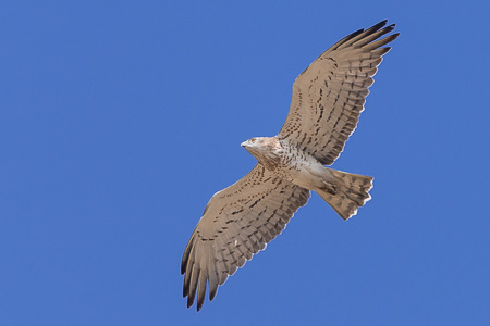 Schlangenadler