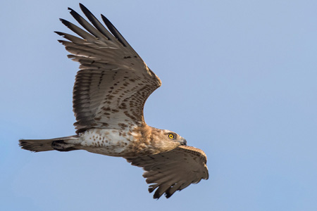 Schlangenadler