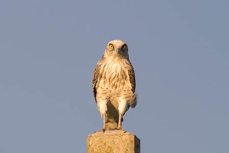 Schlangenadler