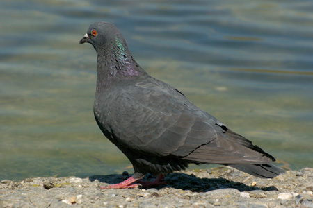 Strassentaube