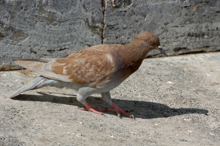 Strassentaube