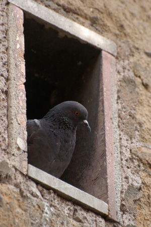 Strassentaube