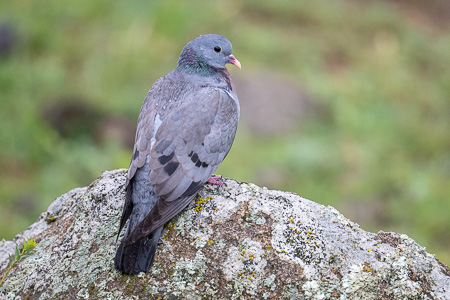 Hohltaube