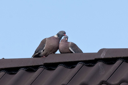 Ringeltaube
