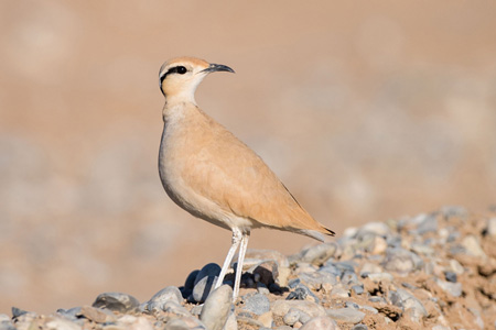 Rennvogel