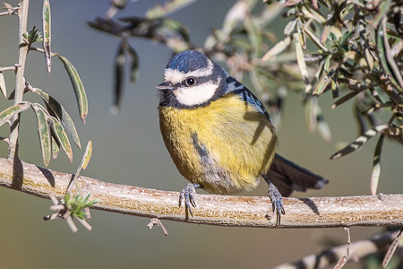 Ultramarinmeise Ultramarinmeise