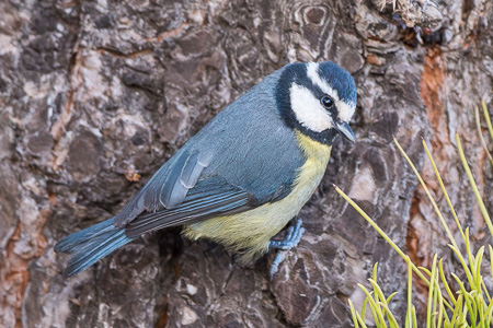 Ultramarinmeise Ultramarinmeise