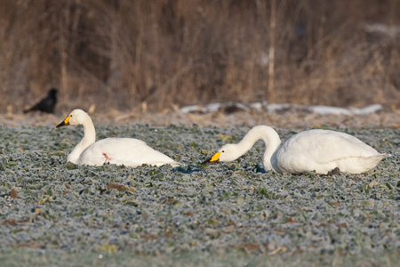Zwergschwan