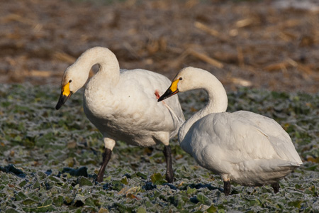 Zwergschwan