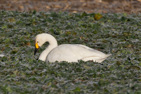 Zwergschwan