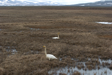 Singschwan
