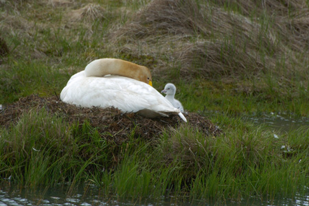 Singschwan