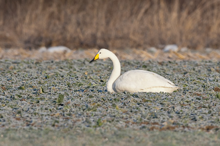 Singschwan