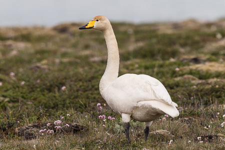 Singschwan