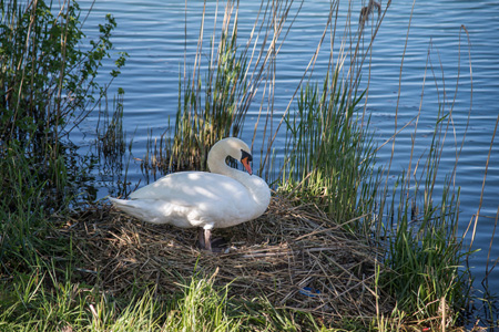 Höckerschwan Höckerschwan
