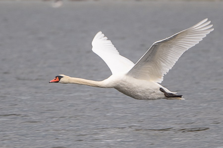 Höckerschwan Höckerschwan