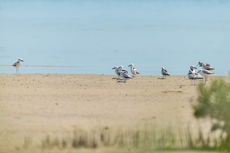 Reiherläufer