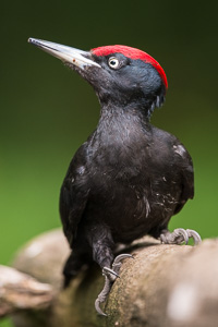 Schwarzspecht