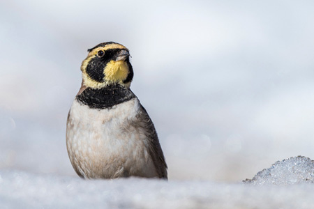 Horned Lark