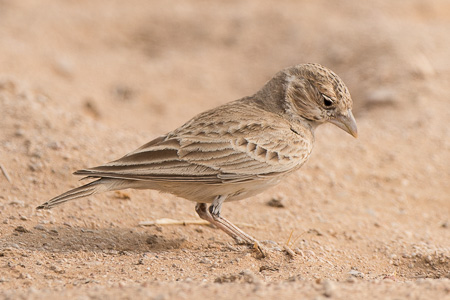 Weissstirnlerche Weissstirnlerche